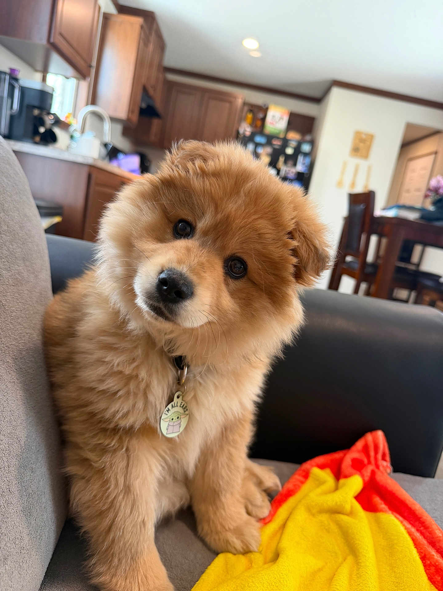 Yoshi is registered to the contest to win money with this photo: puppy, dog, fluffy, cute, indoor, couch, blanket, head_tilt, curious, pet, animal, domestic, wooden_cabinets, kitchen, dining_table, chair, home, cozy, brown, adorable
