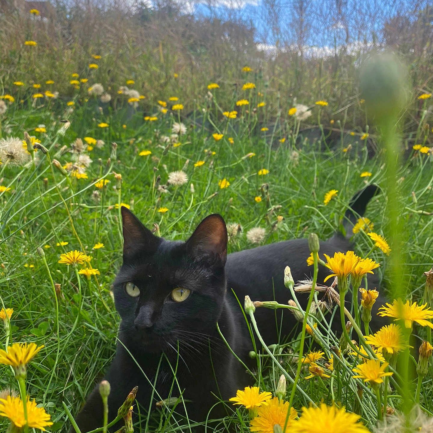Willow