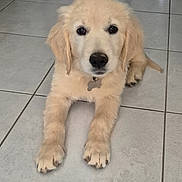 Asko participe au concours pour gagner de l'argent avec cette photo : puppy, dog, golden_retriever, pet, animal, indoor, floor, tile, cute, collar, tag, lying_down, front_paws, fur, young, looking_at_camera, domestic, companion, adorable, face