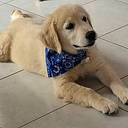 Asko a rejoint le concours — aidez-le/la à gagner de superbes lots ! animal, bandana, blue_bandana, canine, collar, cute, dog, domestic_animal, floor, fur, golden_retriever, indoor, laying_down, paw, pet, pet_accessory, puppy, resting, tile_floor, young_dog