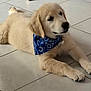 animal, bandana, blue_bandana, canine, collar, cute, dog, domestic_animal, floor, fur, golden_retriever, indoor, laying_down, paw, pet, pet_accessory, puppy, resting, tile_floor, young_dog