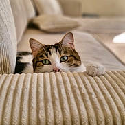 Queen a rejoint le concours — aidez-le/la à gagner de superbes lots ! cat, pet, feline, green_eyes, couch, indoor, cozy, curious, soft_texture, furniture, striped, whiskers, paws, relaxing, home, domestic_animal, animal, mammal, tabby, close_up