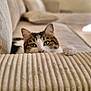 cat, pet, feline, green_eyes, couch, indoor, cozy, curious, soft_texture, furniture, striped, whiskers, paws, relaxing, home, domestic_animal, animal, mammal, tabby, close_up