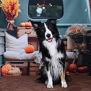 Oslo participe au concours pour gagner de l'argent avec cette photo : animal, autumn, black_and_white, border_collie, cozy, crate, cute, decor, dog, fall, festive, flowers, holiday, outdoor, pet, portrait, pumpkin, seasonal, sitting, vintage