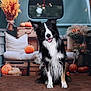 animal, autumn, black_and_white, border_collie, cozy, crate, cute, decor, dog, fall, festive, flowers, holiday, outdoor, pet, portrait, pumpkin, seasonal, sitting, vintage