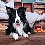 animal, autumn_decor, black_and_white, blanket, border_collie, brown_surface, cozy, cute, decor, dog, ears_up, fur, indoor, looking_at_camera, lying_down, pet, portrait, pumpkins, rustic, tongue_out