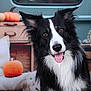 Oslo a rejoint le concours — aidez-le/la à gagner de superbes lots ! animal, autumn, black_and_white, border_collie, cozy, cushion, cute, decor, dog, ears, eyes, fluffy, furry, happy, indoor, nose, pet, portrait, pumpkin, tongue_out