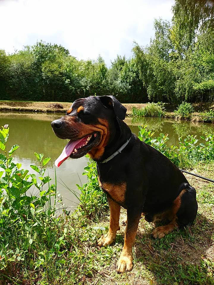 Jumper participe au concours pour gagner de l'argent avec cette photo : bank, canidae, carnivore, channel, collar, companion_dog, dog, dog_breed, fen, grass, guard_dog, hunting_dog, mammal, snout, sporting_group, tongue, tooth, vertebrate, wetland, working_animal