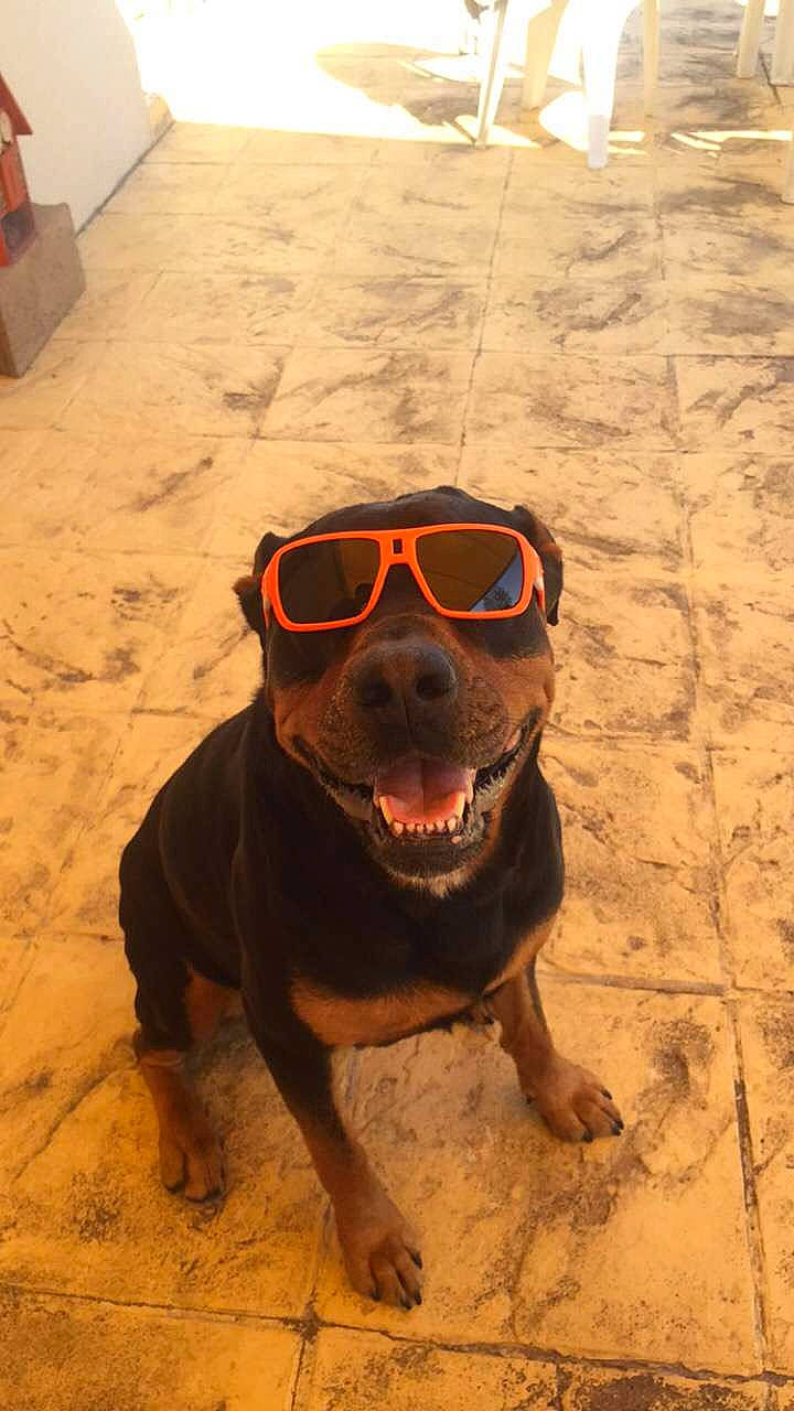 Jumper participe au concours pour gagner de l'argent avec cette photo : canidae, carnivore, companion_dog, dog, dog_breed, dog_collar, eyewear, goggles, hunting_dog, jaw, liver, non_sporting_group, snout, sporting_group, sunglasses, tongue, tooth, vision_care, whiskers, working_animal