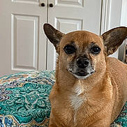 Grady James joined the competition — help win amazing prizes! dog, small_dog, pet, bed, blanket, patterned_blanket, indoor, home, brown_fur, short_fur, ears, face, nosed, paw, resting, lying_down, looking_at_camera, cozy, furniture, door