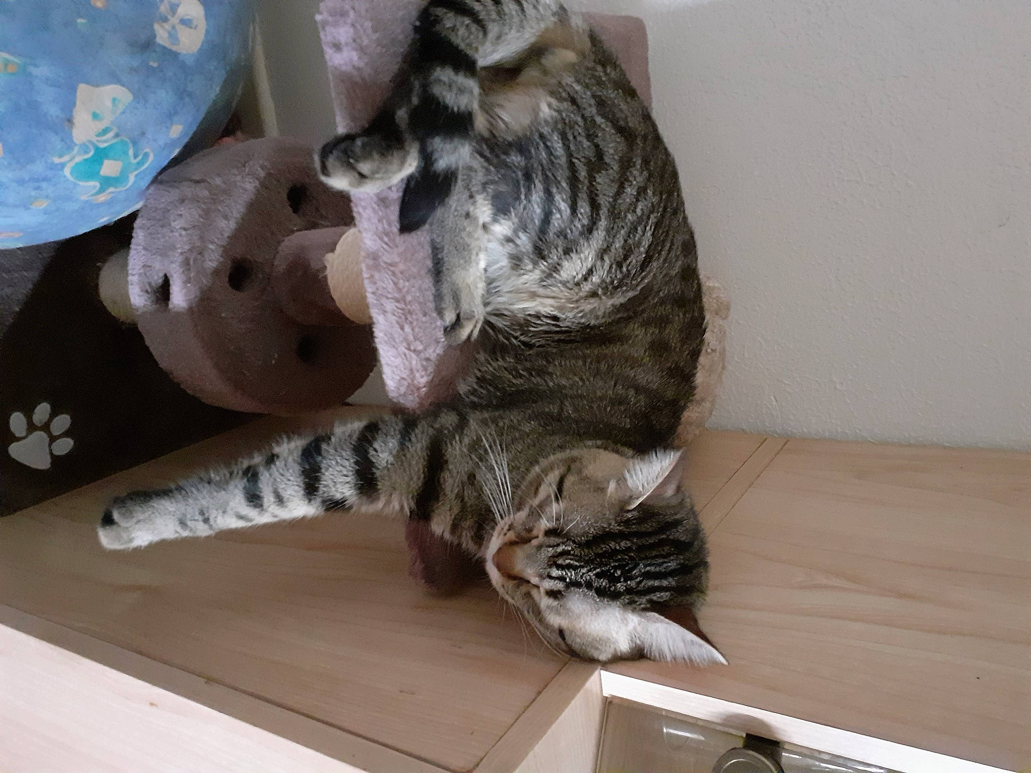 Mogwai participe au concours pour gagner de l'argent avec cette photo : american_shorthair, california_spangled, carnivore, cat, domestic_short_haired_cat, dragon_li, egyptian_mau, european_shorthair, felidae, ocicat, pixie_bob, small_to_medium_sized_cats, tabby_cat, whiskers