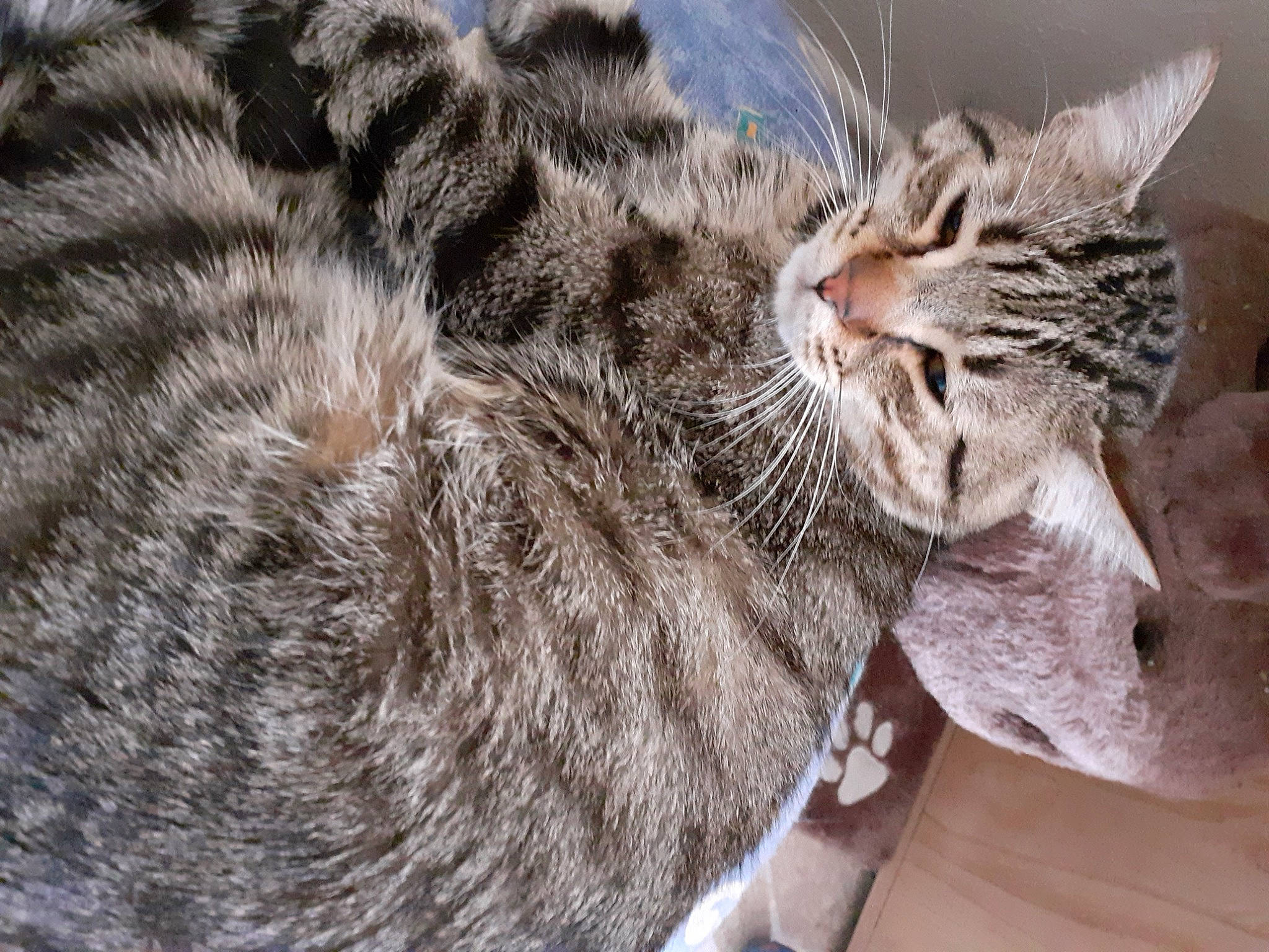 Mogwai a rejoint le concours — aidez-le/la à gagner de superbes lots ! aegean_cat, american_shorthair, american_wirehair, asian, bengal, carnivore, cat, domestic_short_haired_cat, dragon_li, egyptian_mau, european_shorthair, felidae, fur, kitten, ocicat, pixie_bob, small_to_medium_sized_cats, snout, tabby_cat, whiskers