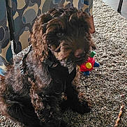 Charlie joined the competition — help win amazing prizes! animal, brown, carpet, chew_stick, companion, curtains, cute, dog, domestic_animal, floor, fur, home, indoor, pattern, pet, playful, puppy, sitting, toy, young