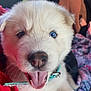 puppy, dog, close_up, white_fur, heterochromia, blue_eye, brown_eye, tongue_out, collar, pet, cute, animal, car_interior, blanket, fur, young_dog, canine, happy, domestic_animal, portrait