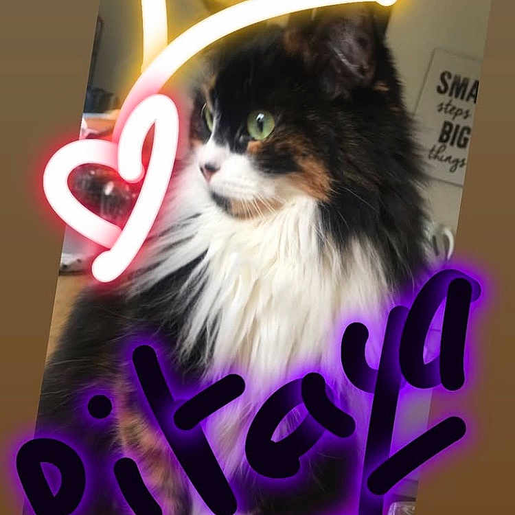 Pitaya a rejoint le concours — aidez-le/la à gagner de superbes lots ! advertisement, animal, book, carnival, cat, comics, crowd, envelope, greetingcard, kitten, light, mail, manx, number, pet, poster, publication, purple, symbol, text