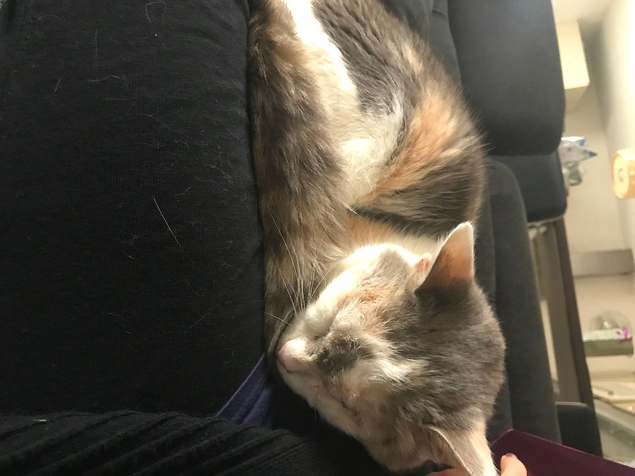 Callie a rejoint le concours — aidez-le/la à gagner de superbes lots ! canidae, carnivore, cat, claw, comfort, dog_breed, domestic_short_haired_cat, ear, fawn, felidae, human_leg, mammal, paw, small_to_medium_sized_cats, snout, sporting_group, tail, vertebrate, whiskers, window