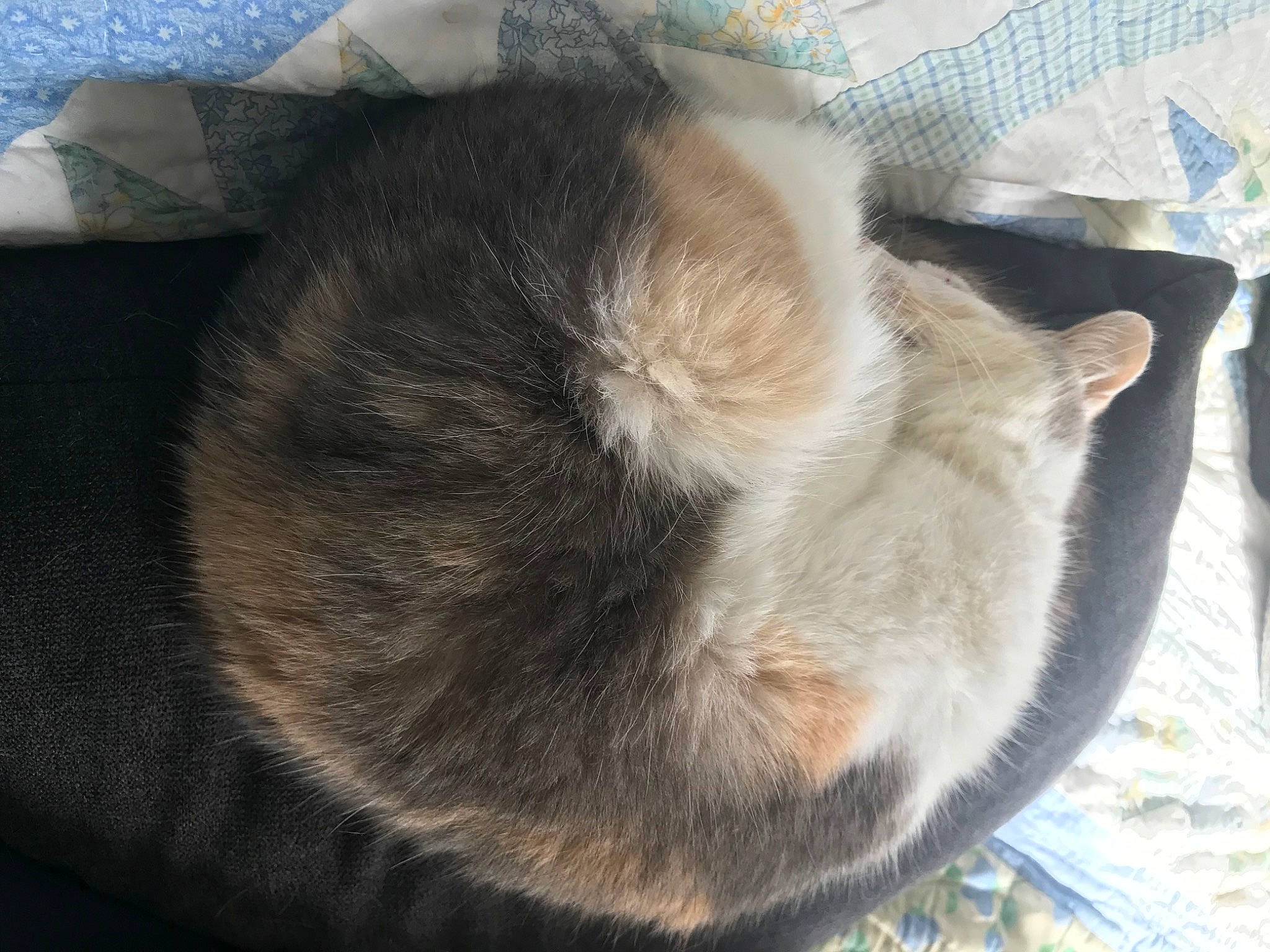 Callie a rejoint le concours — aidez-le/la à gagner de superbes lots ! carnivore, cat, claw, comfort, dog_breed, domestic_short_haired_cat, ear, fawn, felidae, fur, linens, nap, natural_material, paw, small_to_medium_sized_cats, tail, terrestrial_animal, textile, whiskers