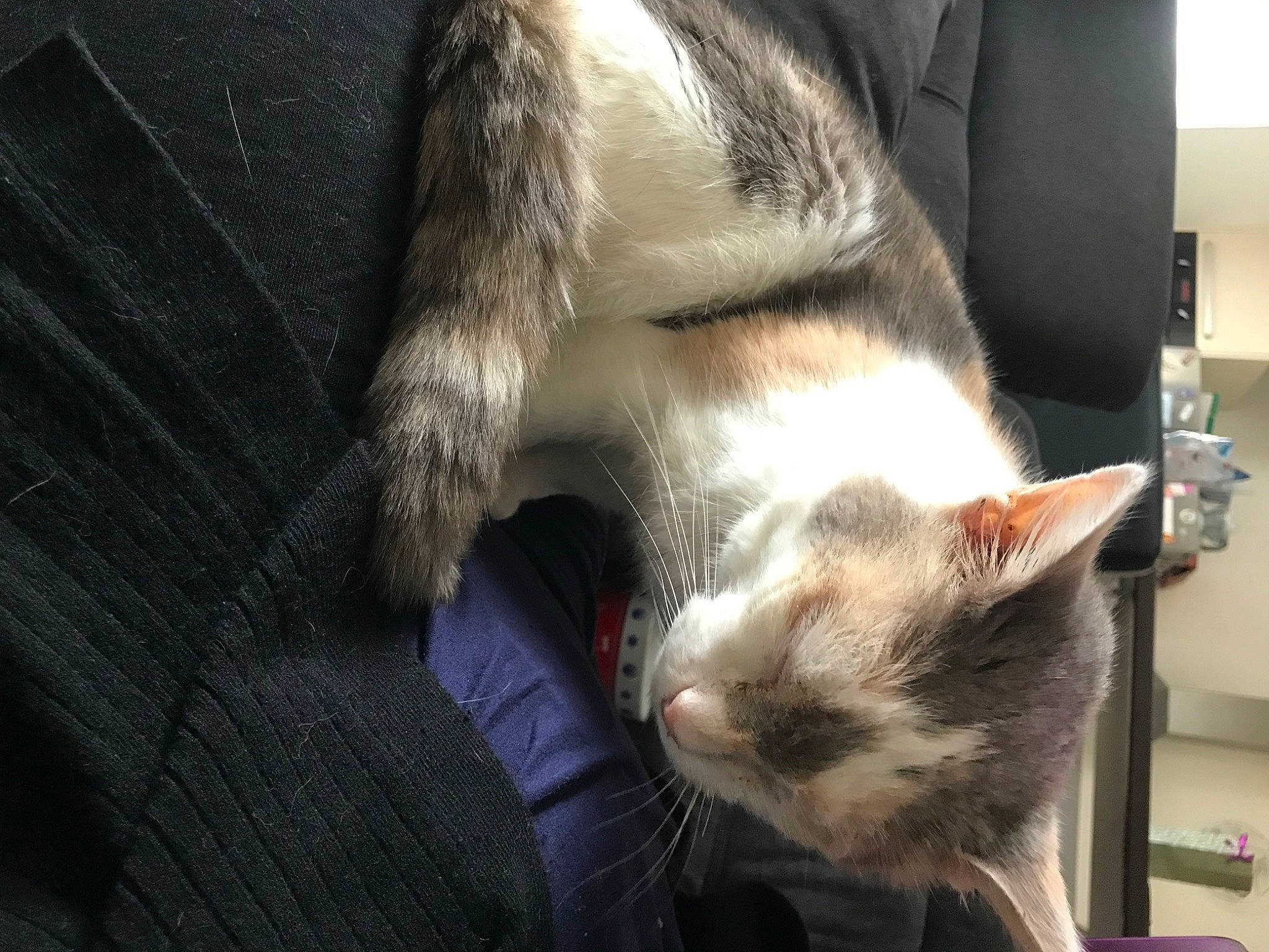 Callie participe au concours pour gagner de l'argent avec cette photo : canidae, carnivore, cat, claw, comfort, dog_breed, domestic_short_haired_cat, fawn, felidae, foot, fur, human_leg, nap, paw, small_to_medium_sized_cats, snout, sporting_group, tail, vertebrate, whiskers