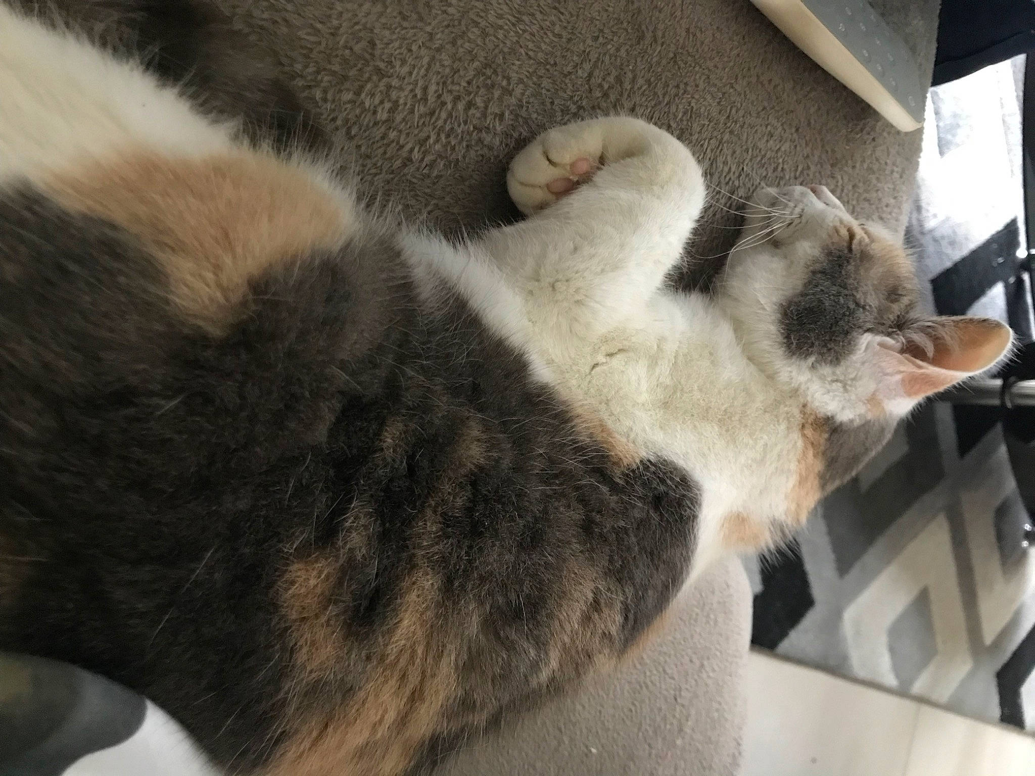 Nenette a rejoint le concours — aidez-le/la à gagner de superbes lots ! carnivore, cat, claw, comfort, domestic_short_haired_cat, felidae, flooring, fur, grey, nap, paw, sleep, small_to_medium_sized_cats, tail, terrestrial_animal, whiskers, window, wood