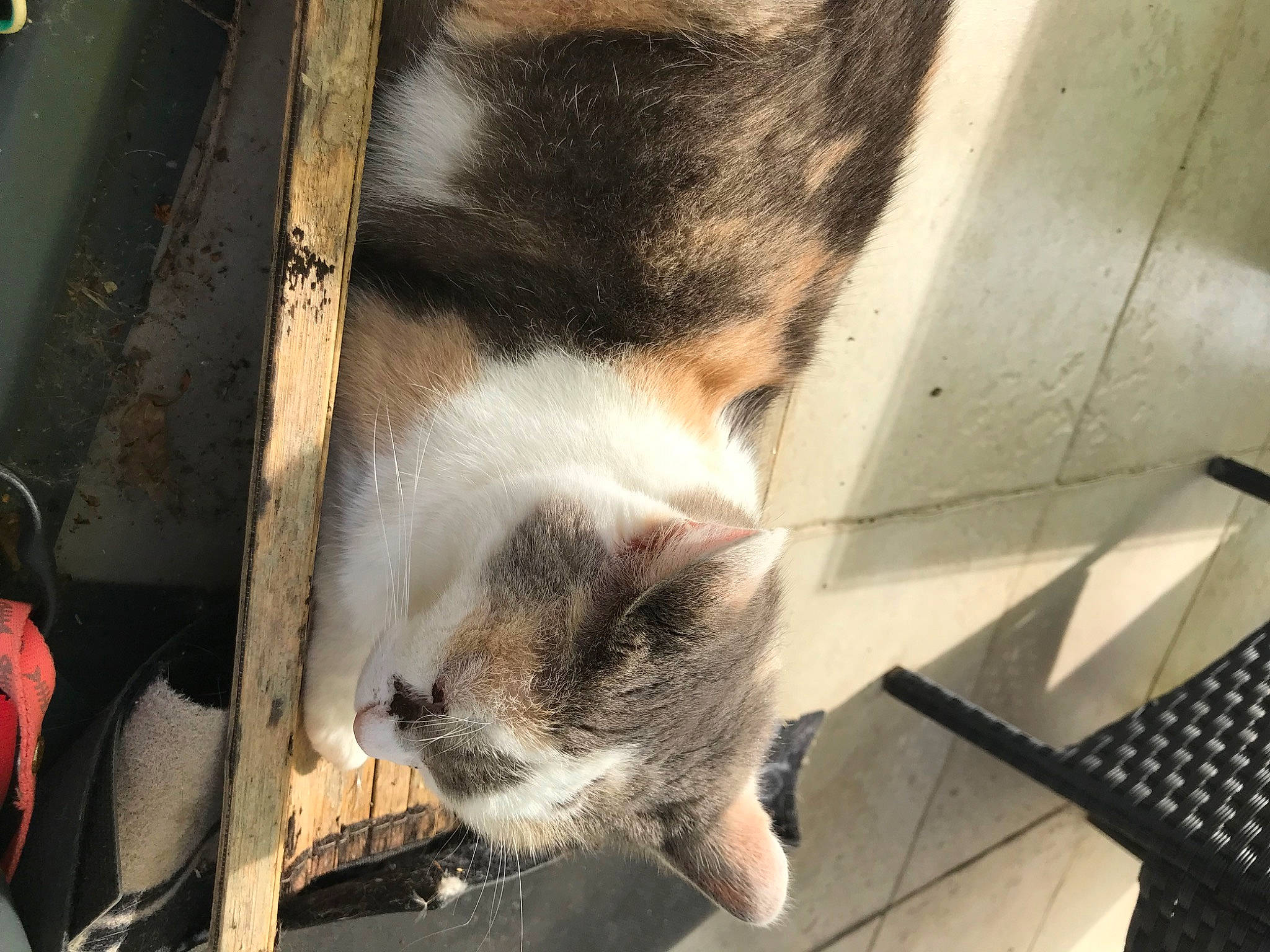 Nenette a rejoint le concours — aidez-le/la à gagner de superbes lots ! animal_shelter, backpack, canidae, carnivore, cat, comfort, domestic_short_haired_cat, felidae, flooring, fur, nap, paw, sleep, small_to_medium_sized_cats, snout, sporting_group, tail, whiskers, wood