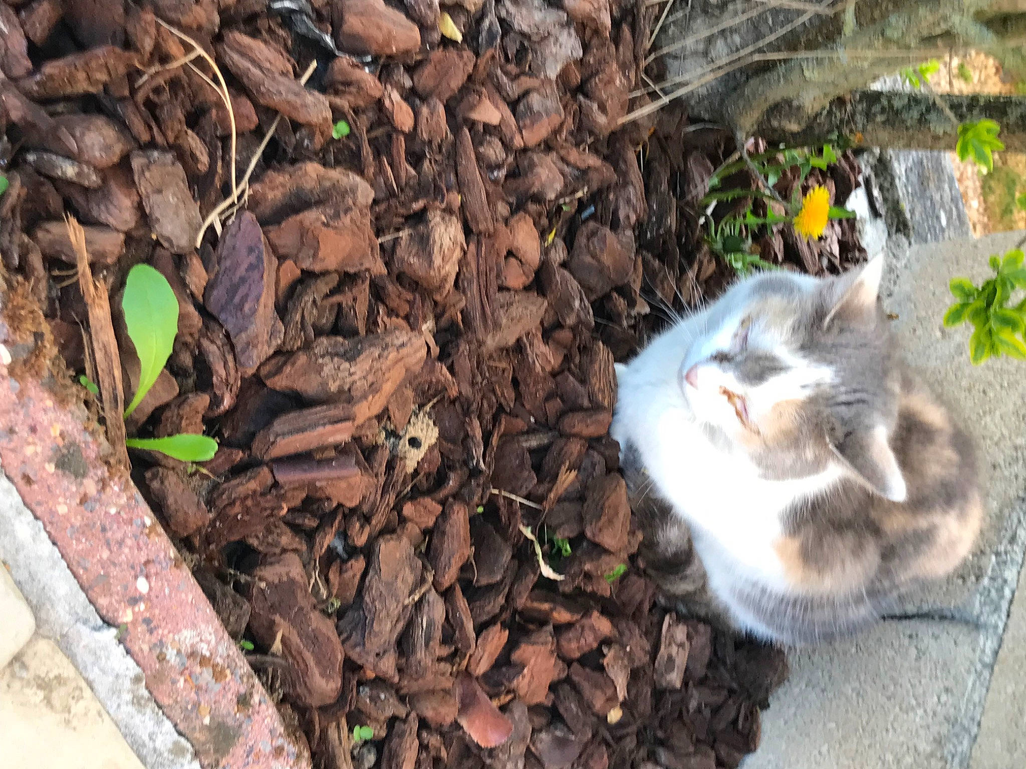 Nenette a rejoint le concours — aidez-le/la à gagner de superbes lots ! asphalt, autumn, canidae, carnivore, cat, domestic_short_haired_cat, fawn, felidae, fur, grass, groundcover, plant, road_surface, small_to_medium_sized_cats, snout, soil, tail, twig, whiskers, wood