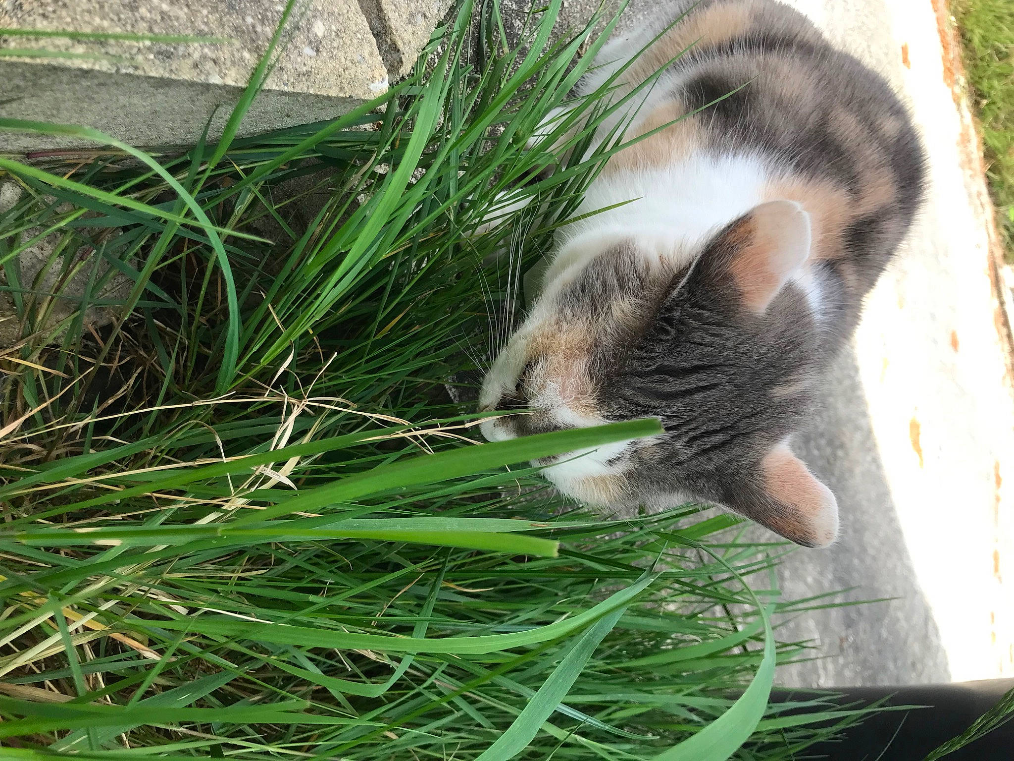 Nenette participe au concours pour gagner de l'argent avec cette photo : botany, carnivore, cat, claw, dog_breed, domestic_short_haired_cat, fawn, felidae, fur, grass, grass_family, groundcover, hierochloe, plant, small_to_medium_sized_cats, snout, tail, terrestrial_animal, terrestrial_plant, whiskers
