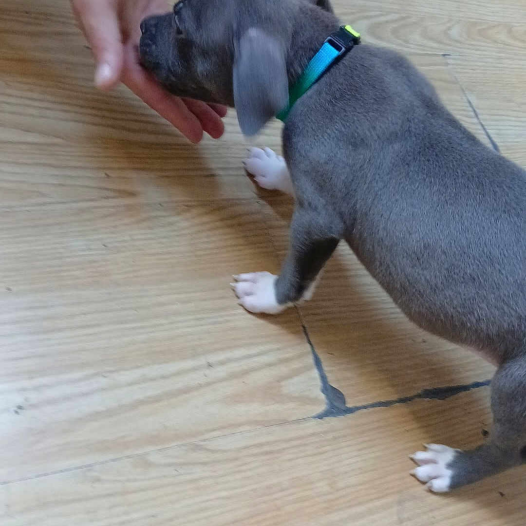 Aiko a rejoint le concours — aidez-le/la à gagner de superbes lots ! animal, close_up, collar, curious, cute, dog, domestic_animal, floor, gray_fur, hand, indoor, interaction, person_hand, pet, playful, puppy, sniffing, white_paws, wooden_floor, young_dog