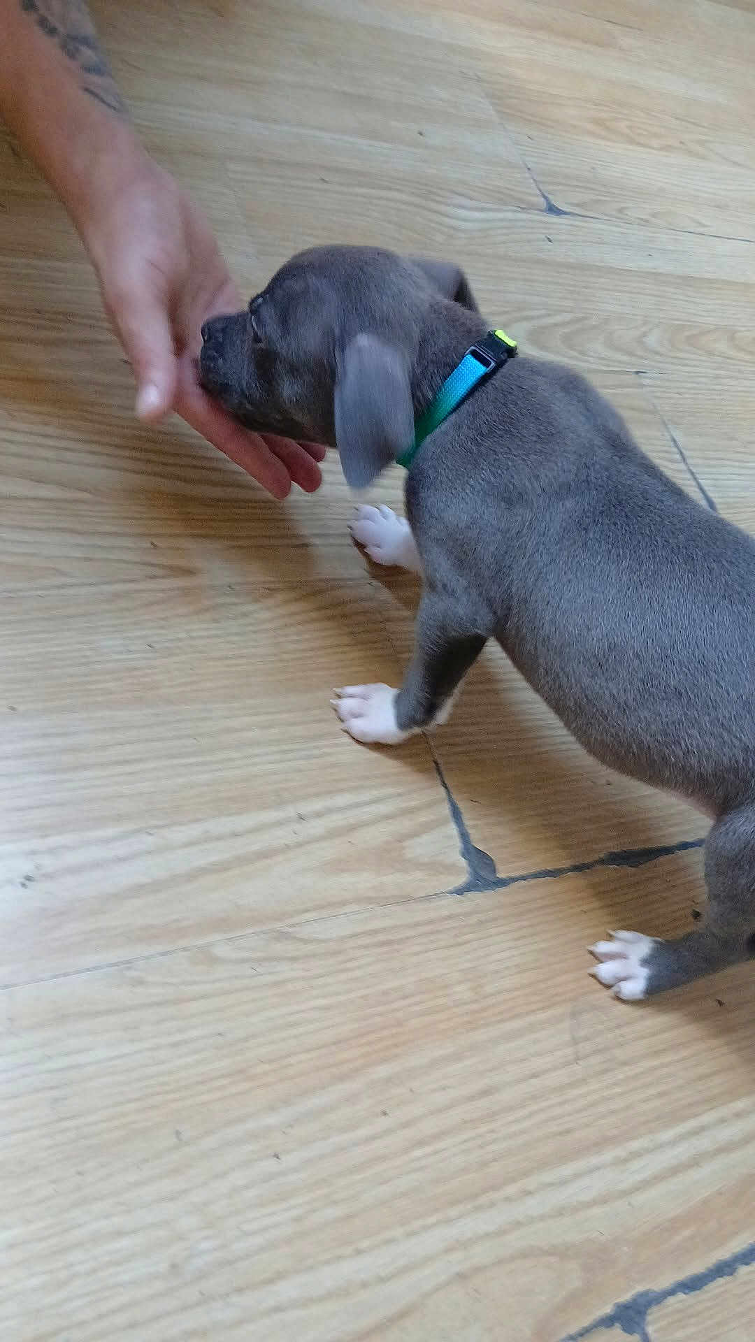 Aiko a rejoint le concours — aidez-le/la à gagner de superbes lots ! puppy, dog, hand, wooden_floor, collar, pet, animal, curious, sniffing, indoor, young_dog, white_paws, gray_fur, close_up, interaction, person_hand, domestic_animal, cute, playful, floor