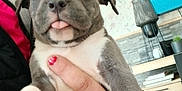 Aiko a rejoint le concours — aidez-le/la à gagner de superbes lots ! puppy, dog, tongue_out, hand, person, indoor, home, wallpaper, television, decor, furniture, cute, pet, animal, gray, white, closeup, holding, nail_polish, playful