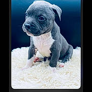 Aiko participe au concours pour gagner de l'argent avec cette photo : puppy, dog, young, gray, white, fur, pet, cute, fluffy, indoor, animal, sitting, portrait, curious, small, adorable, background, closeup, furry, domestic