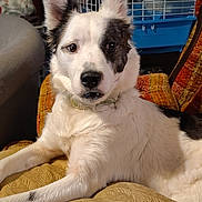 Mika joined the competition — help win amazing prizes! dog, animal, pet, cage, furniture, cushion, indoor, white, black_patch, relaxed, looking_at_camera, ears_up, nose, fur, collar, home, cozy, background, orange_chair, patterned_fabric
