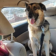 Guiness joined the competition — help win amazing prizes! dog, german_shepherd, car, backseat, leash, tongue_out, pet, canine, happy, sitting, interior, window, seat, human_partial, daylight, smiling, fur, collar, resting, animal