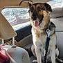 dog, german_shepherd, car, backseat, leash, tongue_out, pet, canine, happy, sitting, interior, window, seat, human_partial, daylight, smiling, fur, collar, resting, animal