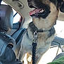 Guiness joined the competition — help win amazing prizes! dog, german_shepherd, car_interior, leash, collar, seat, window, person, black_leather_jacket, green_hair, pet, animal, tongue_out, happy, domestic_animal, travel, transportation, sunlight, seatbelt, road_trip