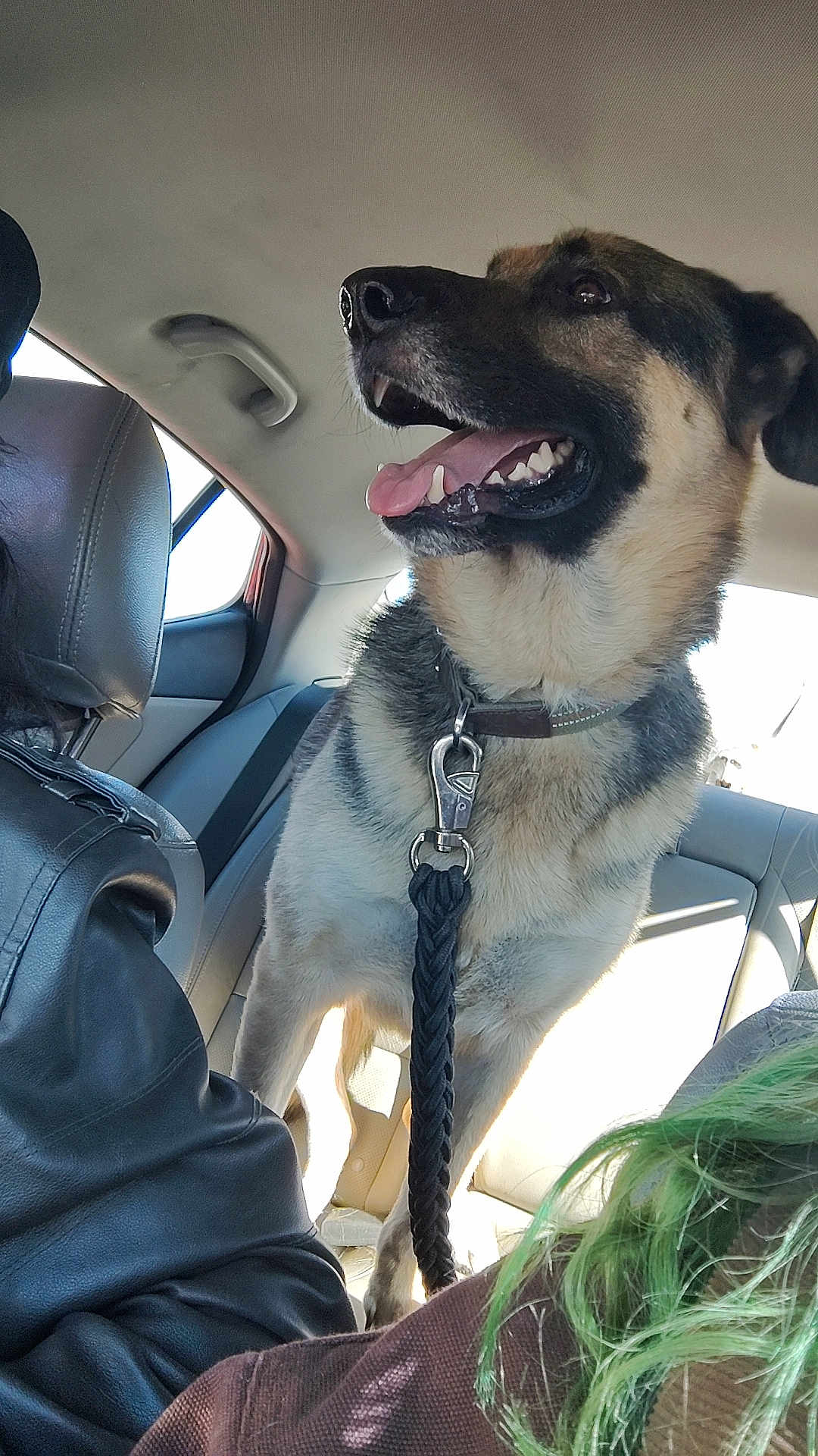 Guiness joined the competition — help win amazing prizes! dog, german_shepherd, car_interior, leash, collar, seat, window, person, black_leather_jacket, green_hair, pet, animal, tongue_out, happy, domestic_animal, travel, transportation, sunlight, seatbelt, road_trip