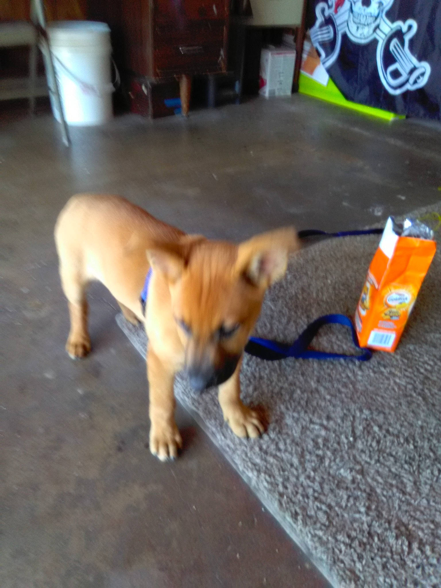 Bane is registered to the contest to win money with this photo: canidae, carnivore, companion_dog, dog, dog_breed, fawn, floor, flooring, non_sporting_group, paw, spitz, sporting_group, tail, terrestrial_animal, toy, wood, working_animal