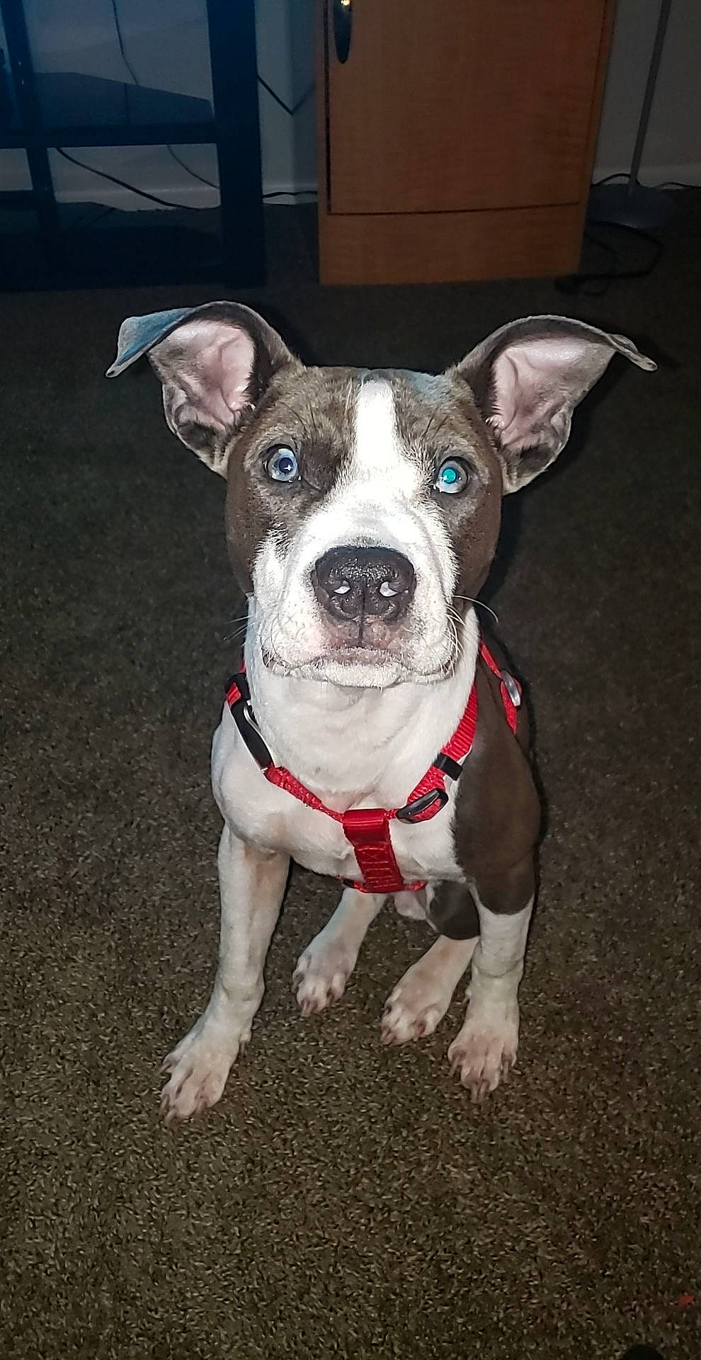 Zeus joined the competition — help win amazing prizes! canidae, carnivore, collar, companion_dog, dog, dog_breed, dog_clothes, dog_collar, dog_supply, fawn, floor, liver, mammal, pet_supply, skin, snout, sporting_group, vertebrate, whiskers, working_animal