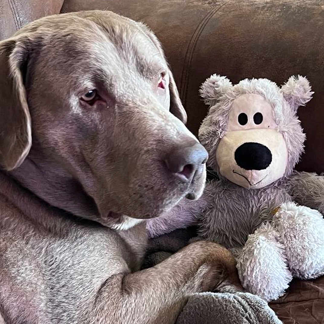 Jasper joined the competition — help win amazing prizes! animal, ball, blanket, canine, couch, dog, football, furniture, homedecor, hound, labradorretriever, pet, plush, puppy, snout, soccer, soccerball, sport, teddybear, toy