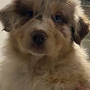 Asko a rejoint le concours — aidez-le/la à gagner de superbes lots ! puppy, dog, fluffy, fur, cute, pet, animal, portrait, closeup, face, ears, eyes, nose, whiskers, hand, indoor, young, adorable, mammal, friendly