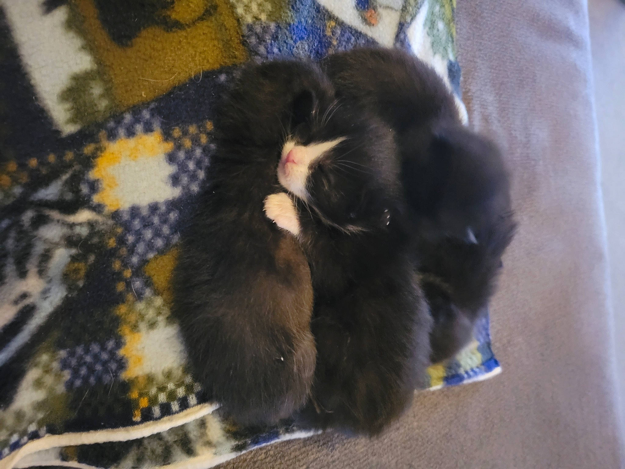 Captain Nash is registered to the contest to win money with this photo: canidae, carnivore, cat, cat_supply, claw, comfort, companion_dog, dog_breed, domestic_short_haired_cat, electric_blue, felidae, fur, pattern, paw, pet_supply, small_to_medium_sized_cats, sporting_group, tail, terrestrial_animal, whiskers