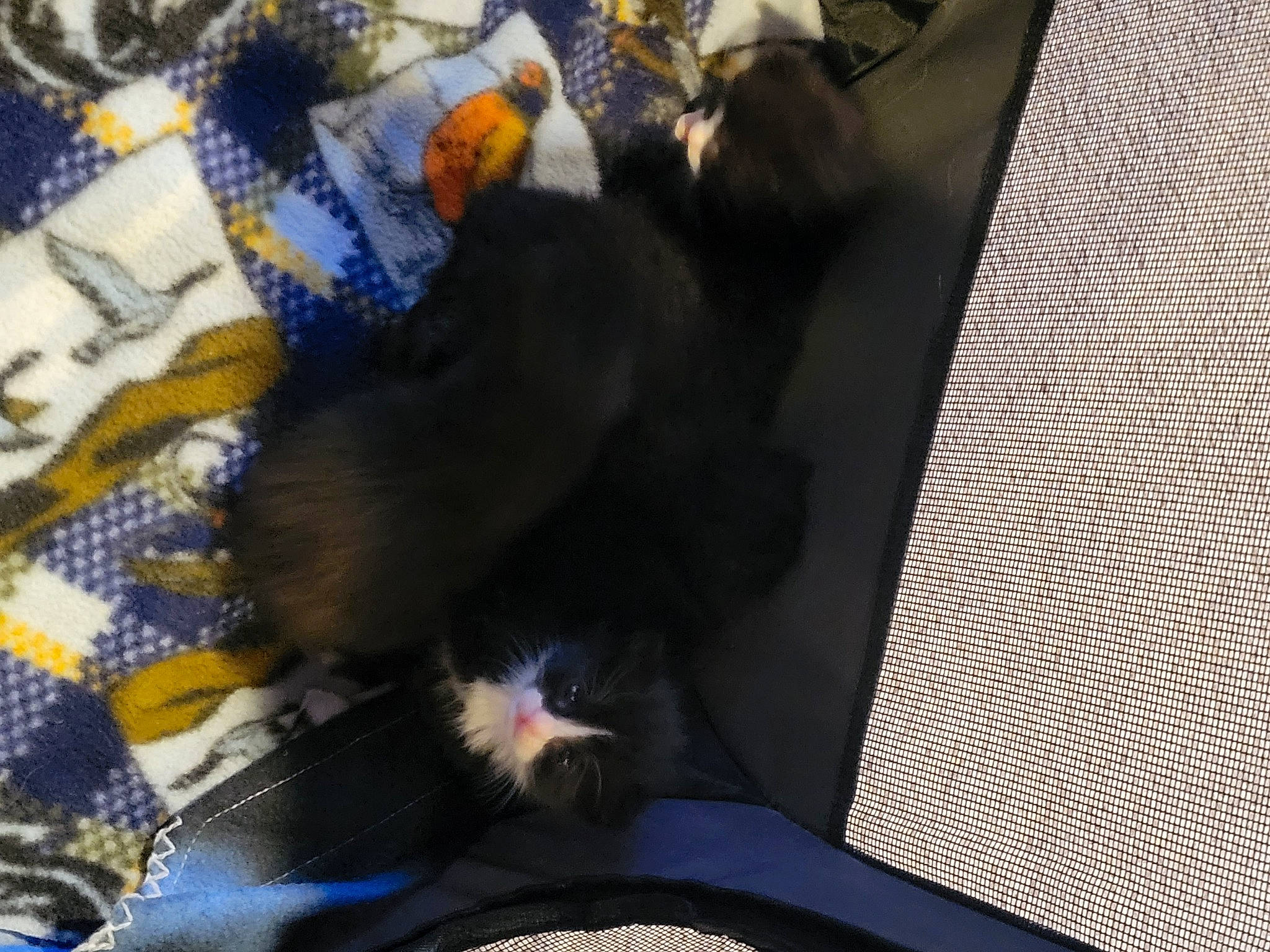 Captain Nash joined the competition — help win amazing prizes! black_cat, canidae, carnivore, claw, comfort, companion_dog, dog, dog_breed, electric_blue, felidae, flooring, fur, linens, nap, non_sporting_group, pattern, small_to_medium_sized_cats, sporting_group, tail, whiskers