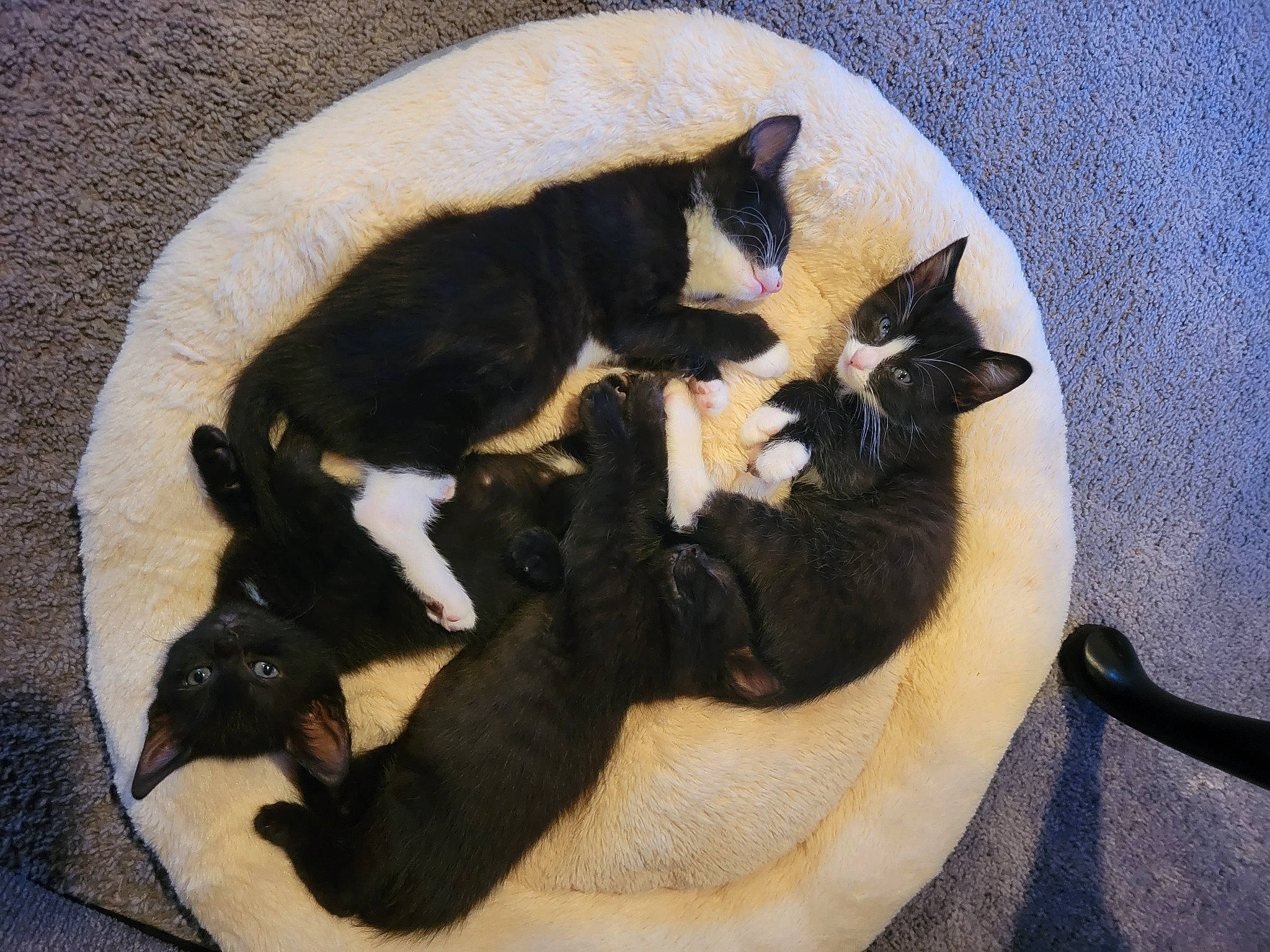 Captain Nash is registered to the contest to win money with this photo: black_cat, canidae, carnivore, cat, cat_bed, cat_supply, comfort, companion_dog, dog_breed, domestic_short_haired_cat, fawn, felidae, fur, nap, paw, pet_supply, small_to_medium_sized_cats, snout, tail, whiskers