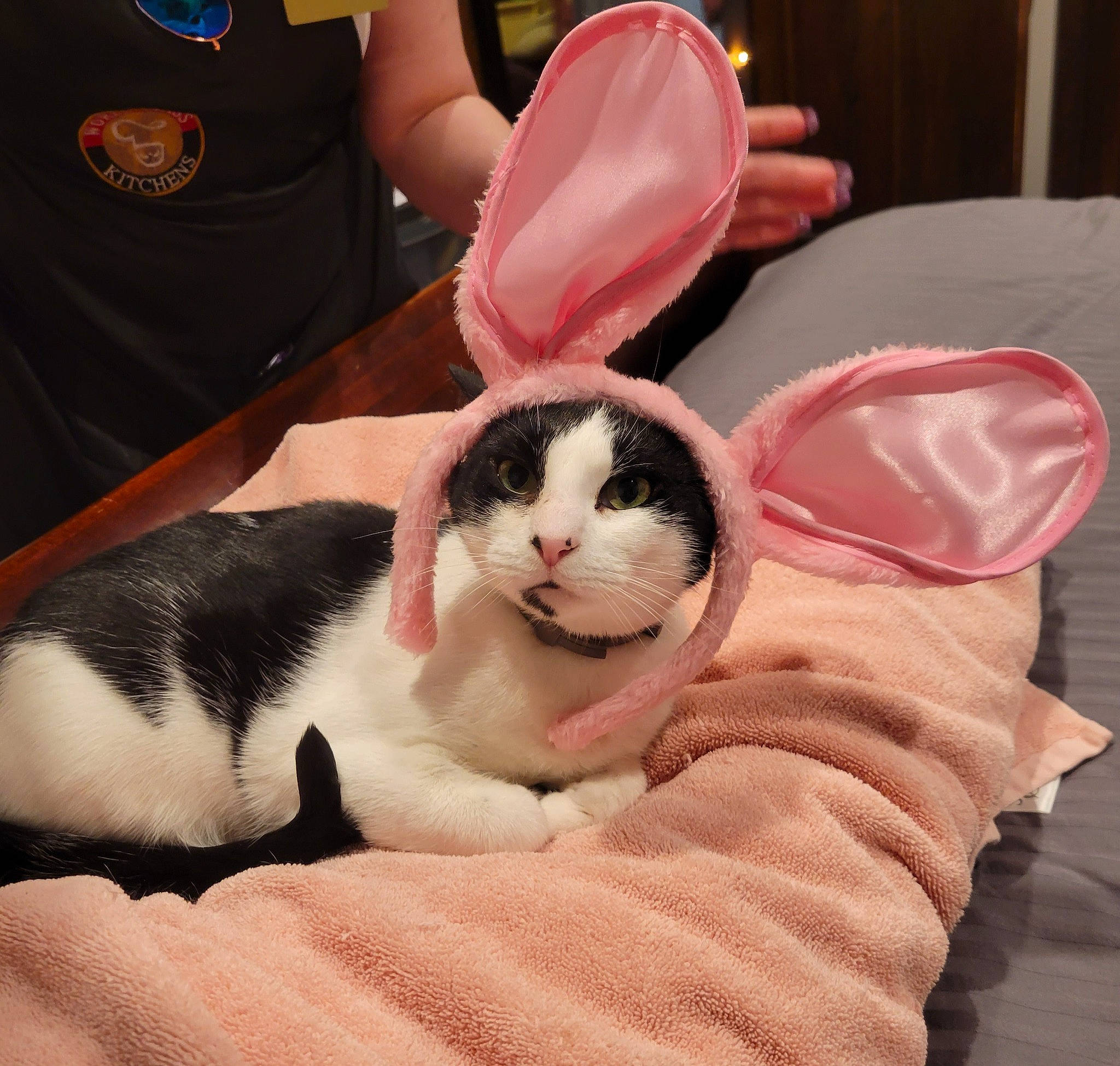 Diamond is registered to the contest to win money with this photo: carnivore, cat, child, comfort, comfort_food, domestic_short_haired_cat, felidae, flesh, fur, hand, lap, love, nail, nap, paw, rabbits_and_hares, sleep, small_to_medium_sized_cats, textile, whiskers