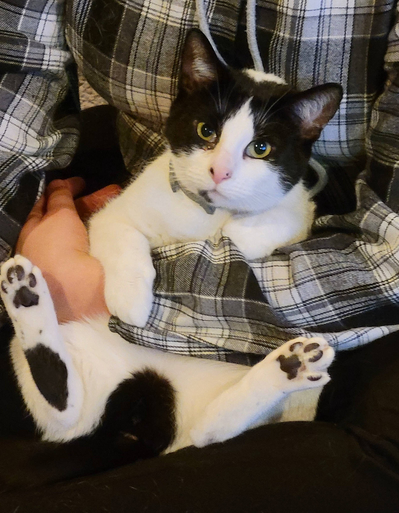 Diamond joined the competition — help win amazing prizes! box, carnivore, cat, comfort, domestic_short_haired_cat, felidae, formal_wear, fur, lap, mammal, pattern, plaid, sitting, small_to_medium_sized_cats, snout, tartan, textile, vertebrate, whiskers, window