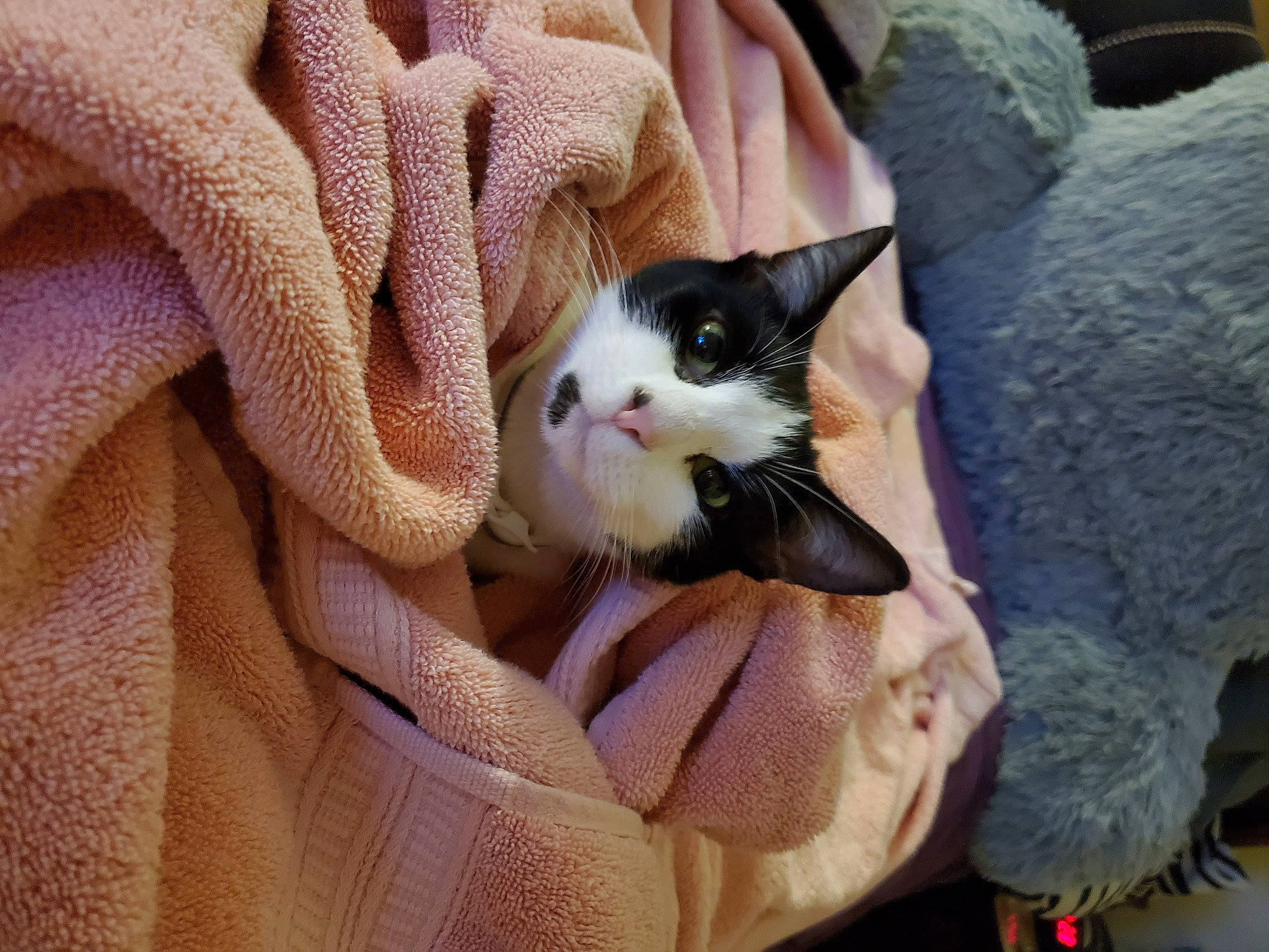 Diamond joined the competition — help win amazing prizes! carnivore, cat, comfort, domestic_short_haired_cat, fawn, felidae, fur, lap, leg, linens, mammal, nail, pattern, paw, small_to_medium_sized_cats, snout, tail, tree, whiskers