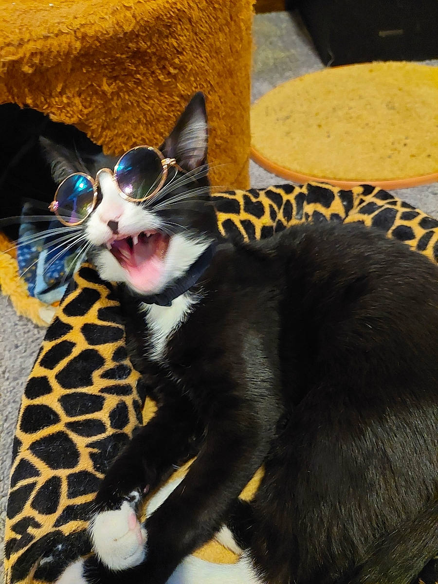 Buck joined the competition — help win amazing prizes! box, carnivore, cat, cat_supply, claw, comfort, domestic_short_haired_cat, felidae, fur, paw, small_to_medium_sized_cats, snout, tail, terrestrial_animal, whiskers