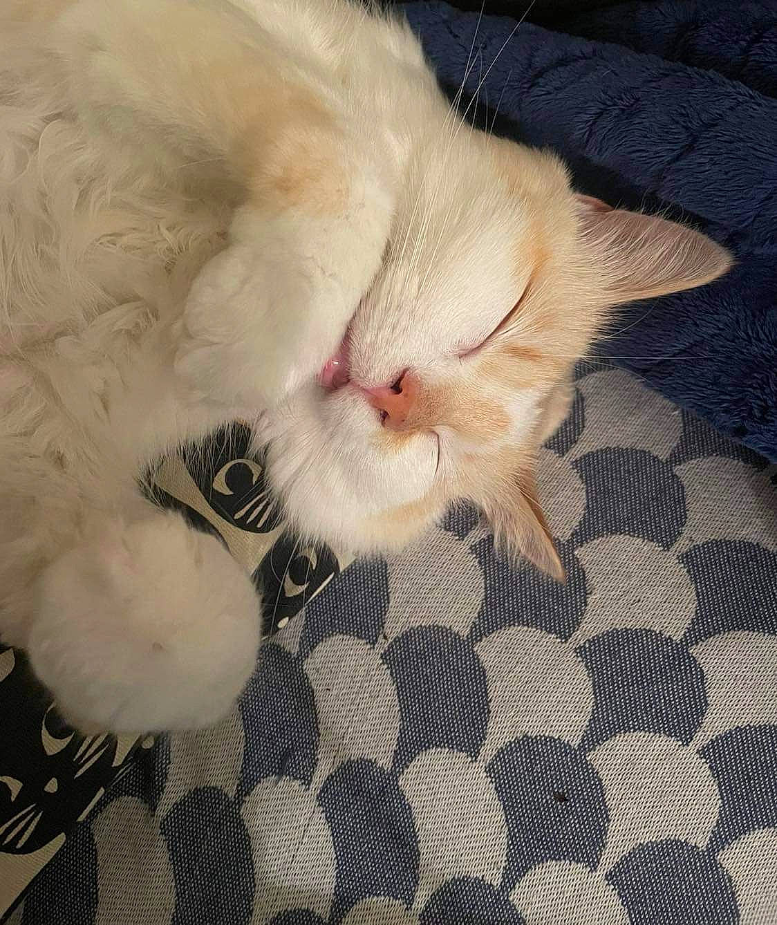 Narcisse participe au concours pour gagner de l'argent avec cette photo : carnivore, cat, claw, comfort, domestic_short_haired_cat, eye, fawn, felidae, flooring, foot, fur, gesture, iris, leg, nap, paw, small_to_medium_sized_cats, snout, tail, whiskers