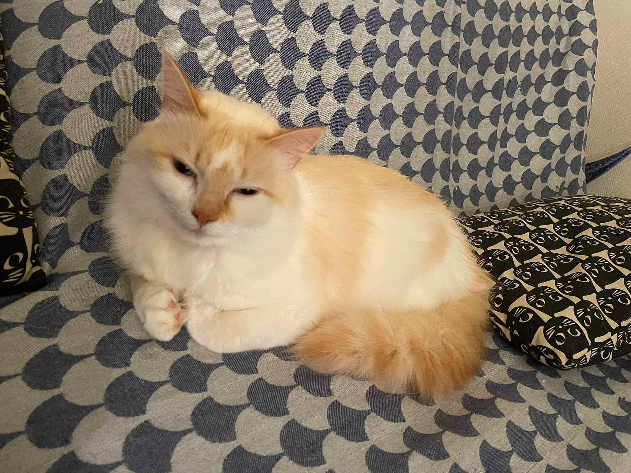 Narcisse participe au concours pour gagner de l'argent avec cette photo : box, carnivore, cat, claw, comfort, companion_dog, domestic_short_haired_cat, fawn, felidae, flooring, fur, hardwood, pattern, paw, small_to_medium_sized_cats, tail, terrestrial_animal, tile, whiskers, wood