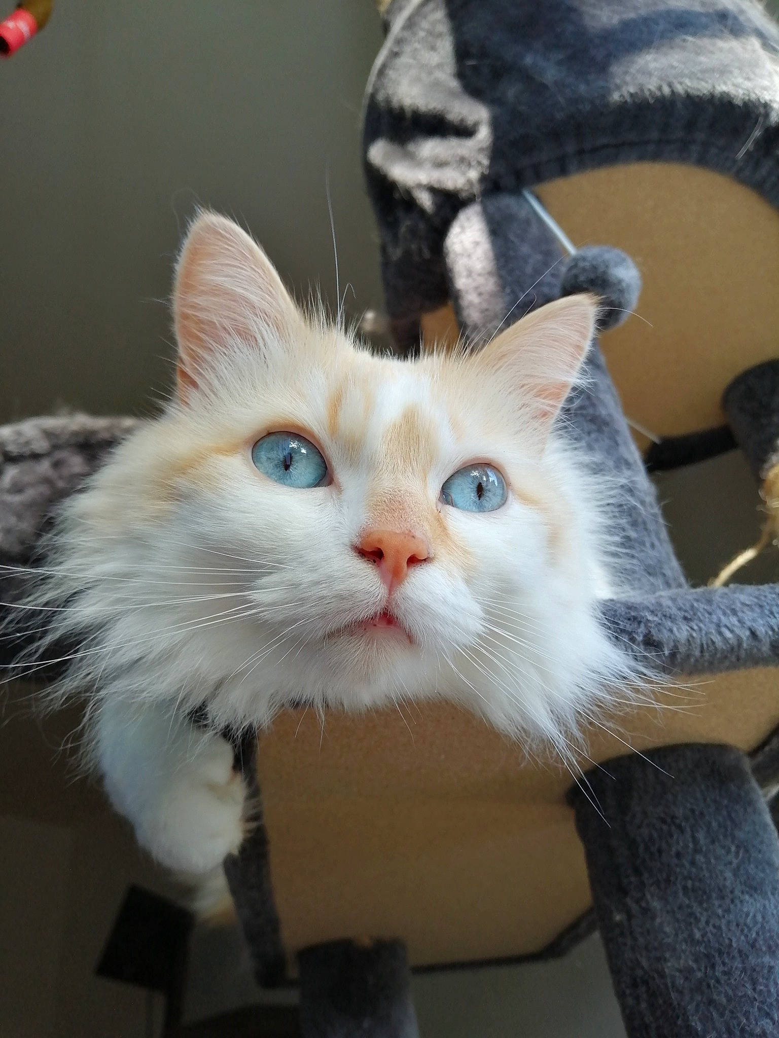 Narcisse a rejoint le concours — aidez-le/la à gagner de superbes lots ! carnivore, cat, claw, comfort, domestic_short_haired_cat, ear, fawn, felidae, foot, fur, lap, paw, sitting, small_to_medium_sized_cats, snout, tail, whiskers