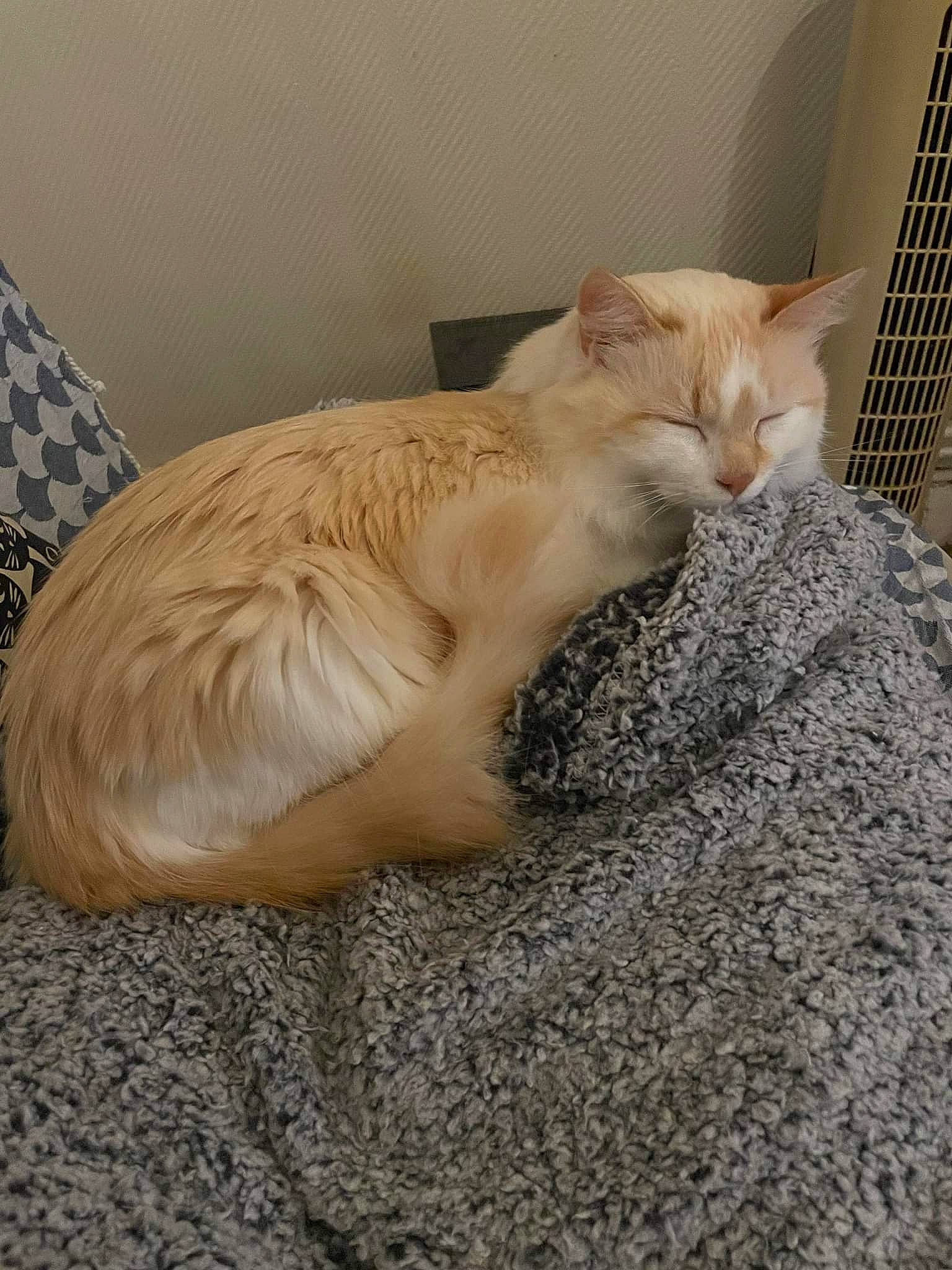 Narcisse participe au concours pour gagner de l'argent avec cette photo : carnivore, cat, cat_supply, claw, comfort, domestic_short_haired_cat, fawn, felidae, flag, fur, nap, paw, pet_supply, small_to_medium_sized_cats, snout, tail, terrestrial_animal, whiskers, window, wood